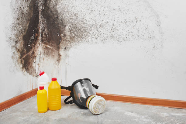 Best Mold Testing and Inspection Services in Lyons, WI
