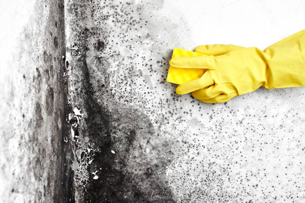 Best Residential Mold Remediation in Lyons, WI