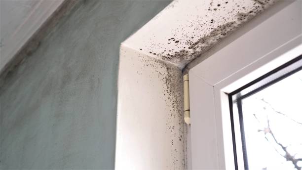Best Emergency Mold Remediation in Lyons, WI