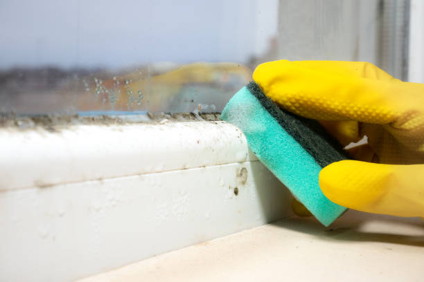 Best Basement Mold Remediation in Lyons, WI