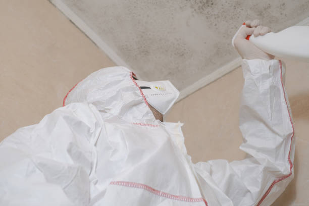 Best Attic Mold Remediation in Lyons, WI