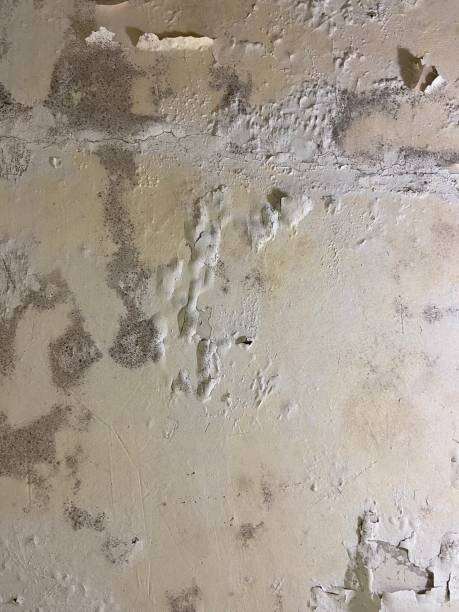 Best Post-Flood Mold Remediation in Lyons, WI