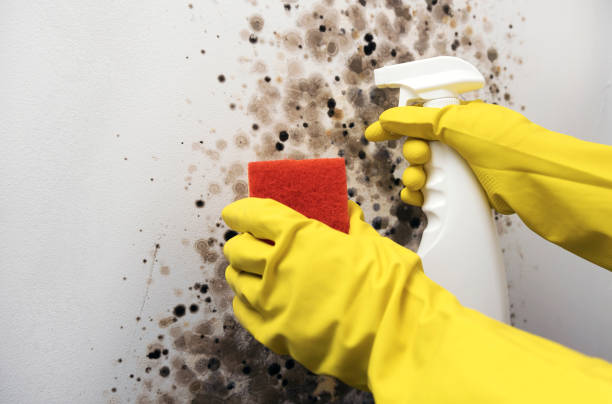 Best Commercial Mold Remediation in Lyons, WI